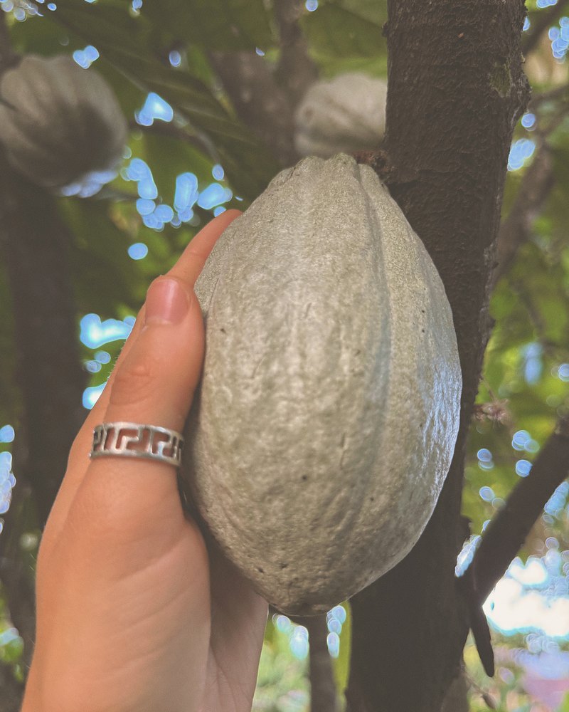 A hand holding a cacao pod still growing on the tree.